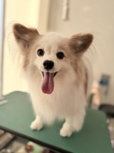 快(かい)くんのトリミング写真