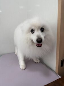優(ゆう)ちゃんのトリミング写真