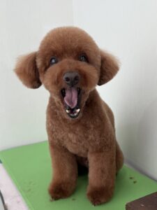 8月31日のわんこたちの写真