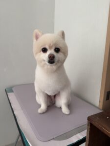 ぽこくんのトリミング写真