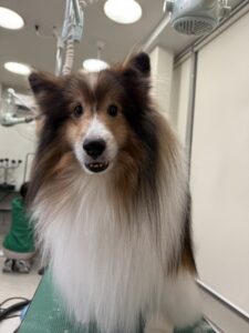 ロンくんのトリミング写真