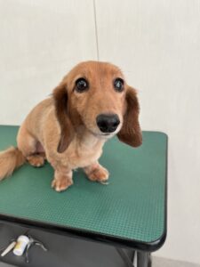 8月1日のわんこたちの写真