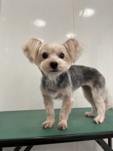 香夢(かなみ)ちゃんのトリミング写真