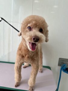 くりおくんのトリミング写真