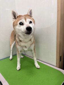 ふくちゃんのトリミング写真