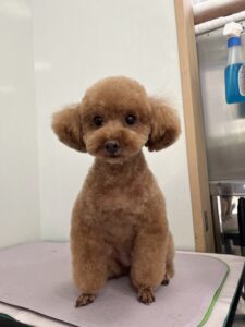 ニコルちゃんのトリミング写真
