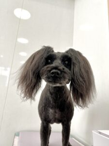 チョコちゃんのトリミング写真