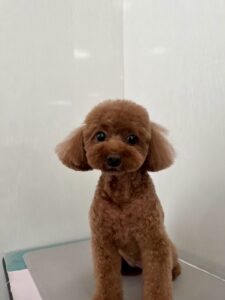 モカちゃんのトリミング写真