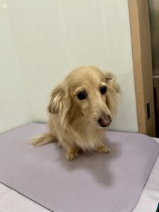 てんちゃんのトリミング写真