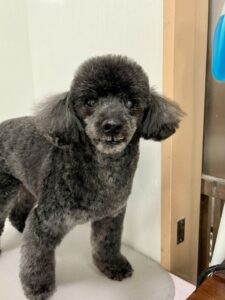 ネロくんのトリミング写真
