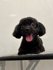 コロくんのトリミング写真