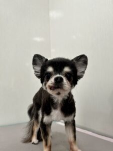 ビビちゃんのトリミング写真