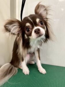 かりんちゃんのトリミング写真