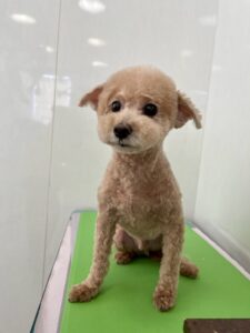 ラテちゃんのトリミング写真