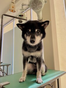 ラッキーくんのトリミング写真