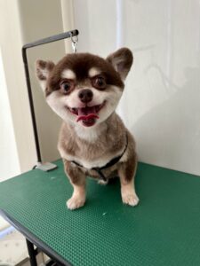 琥珀(こはく)くんのトリミング写真