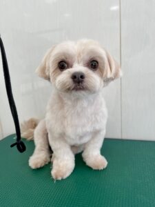 ちゃちゃちゃんのトリミング写真
