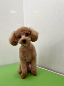 メイちゃんのトリミング写真
