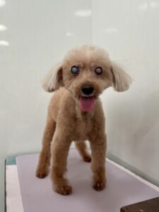 ショコラちゃんのトリミング写真