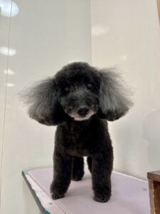 杏(あんず)ちゃんのトリミング写真