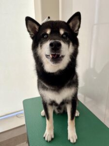 小太郎(こたろう)くんのトリミング写真