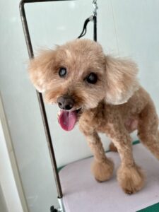 ナナちゃんのトリミング写真