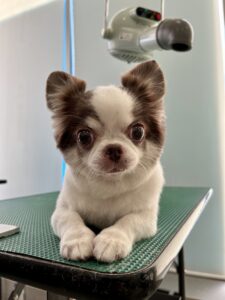 もかちゃんのトリミング写真