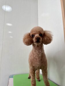 メイプルくんのトリミング写真