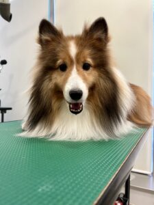 ヒカちゃんのトリミング写真