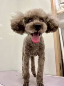 ルエルくんのトリミング写真