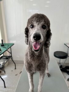 8月29日のわんこたちの写真