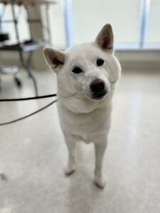 マサハルくんのトリミング写真