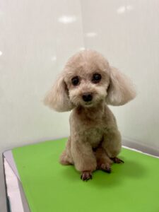 ぼうやくんのトリミング写真