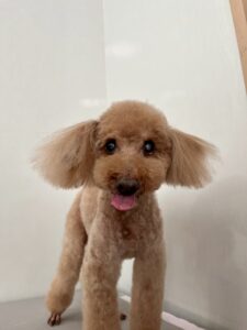 クッキーくんのトリミング写真