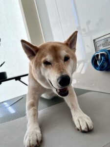 リオンくんのトリミング写真
