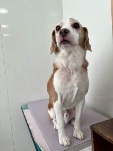 バムくんのトリミング写真