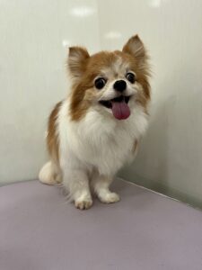 くうくんのトリミング写真