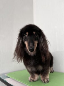 蓮(れん)くんのトリミング写真