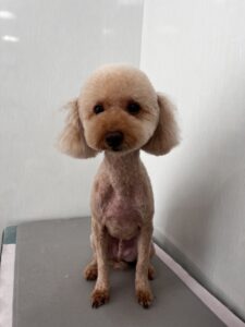 カイくんのトリミング写真