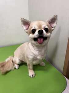 りおちゃんのトリミング写真