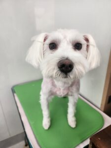 あいちゃんのトリミング写真