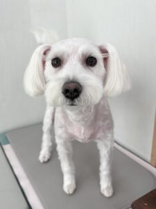 あいちゃんのトリミング写真