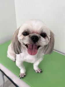 あめちゃんのトリミング写真