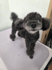 あんこくんのトリミング写真