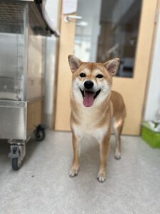 杏(あんず)ちゃんのトリミング写真