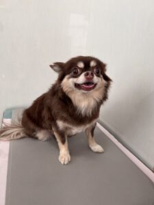 エルマちゃんのトリミング写真