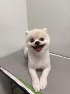 おもちくんのトリミング写真