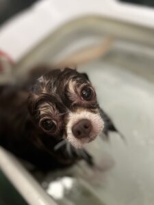 かりんちゃんのトリミング写真