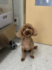 くぅくんのトリミング写真