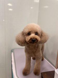 空太(くうた)くんのトリミング写真